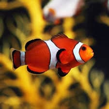 Clownfish